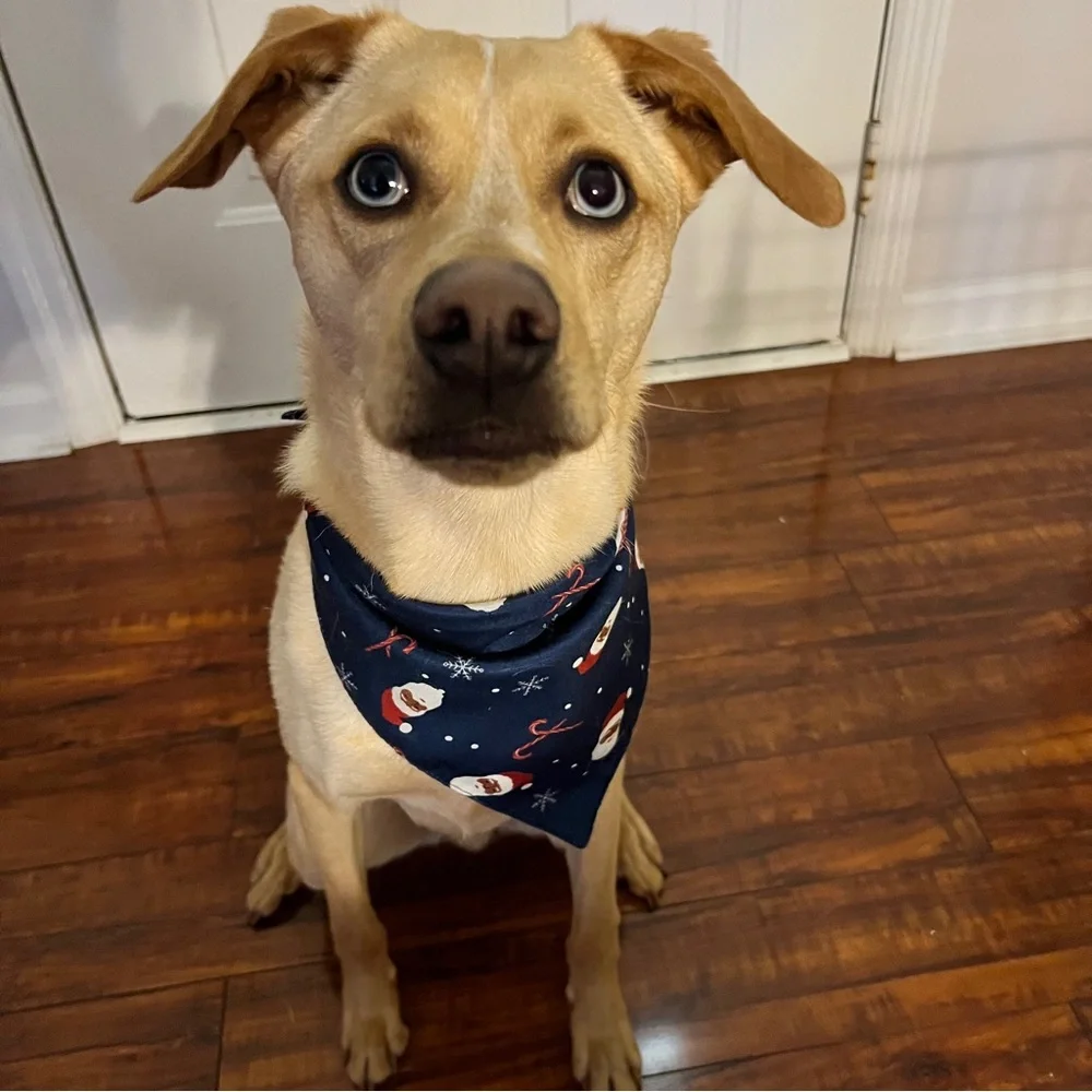 Wondershop Navy Santa & Candy Cane Pet Bandanas